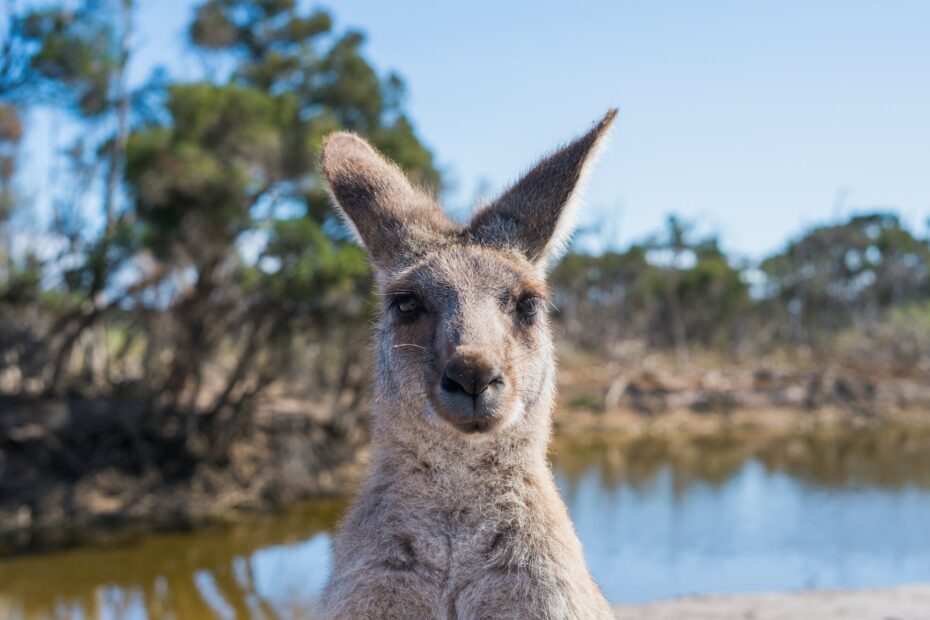 shallow focus photo of kangaroo